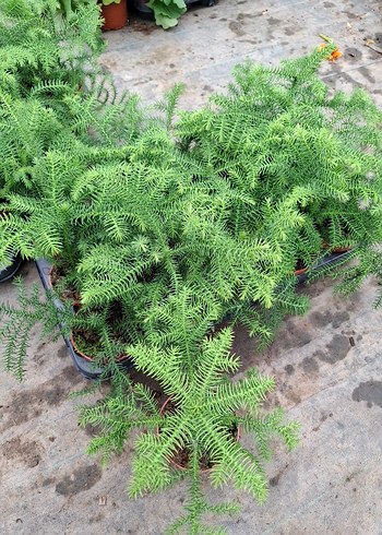 salon çamı - Görsel 3