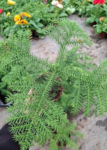 salon çamı - Görsel 5