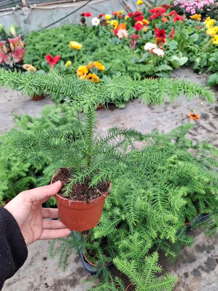 salon çamı - Görsel 4