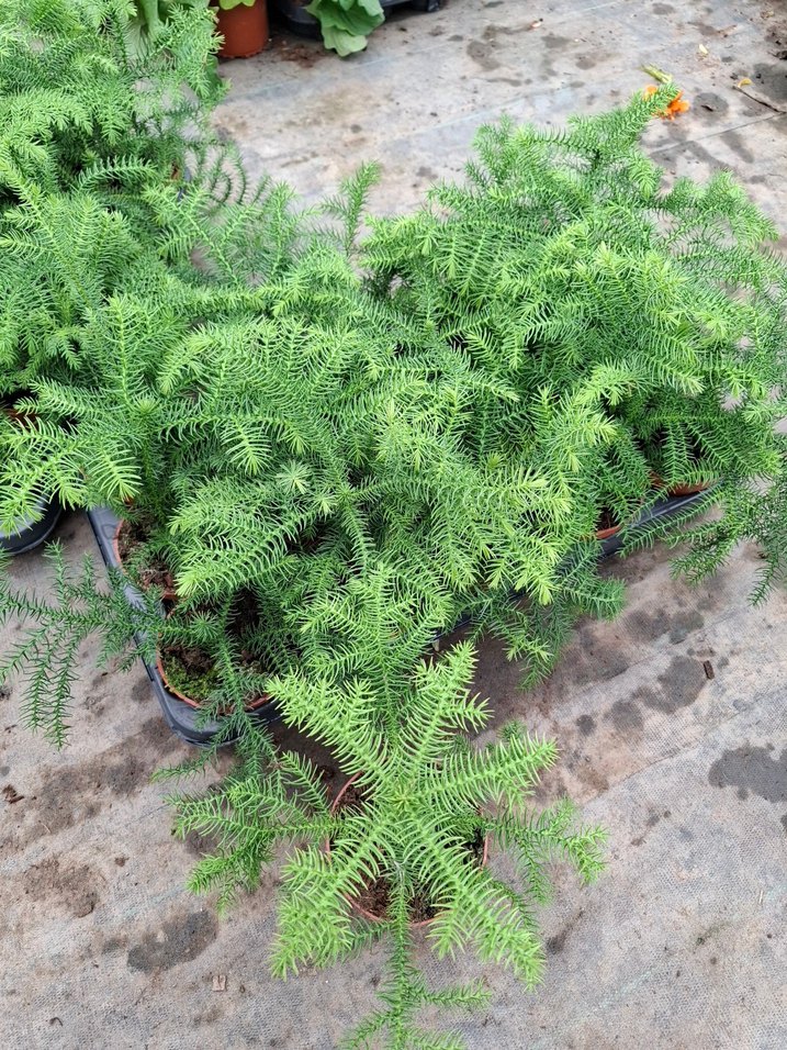 salon çamı - Görsel 3