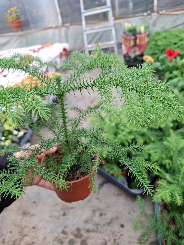 salon çamı - Görsel 2