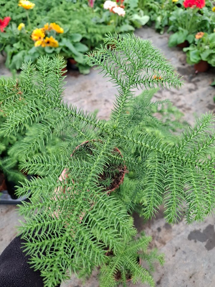 salon çamı - Görsel 5