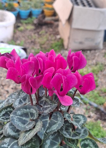 mor sıklemen çiçeği - Görsel 3