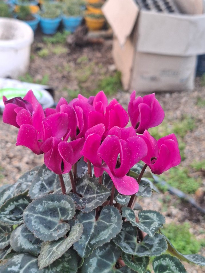 mor sıklemen çiçeği - Görsel 3