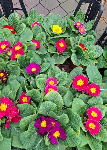 çuha marul çiçeği - Görsel 3