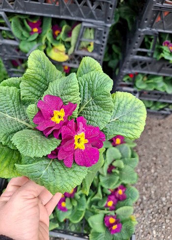 çuha marul çiçeği - Görsel 2