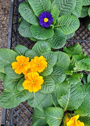 çuha marul çiçeği - Görsel 4