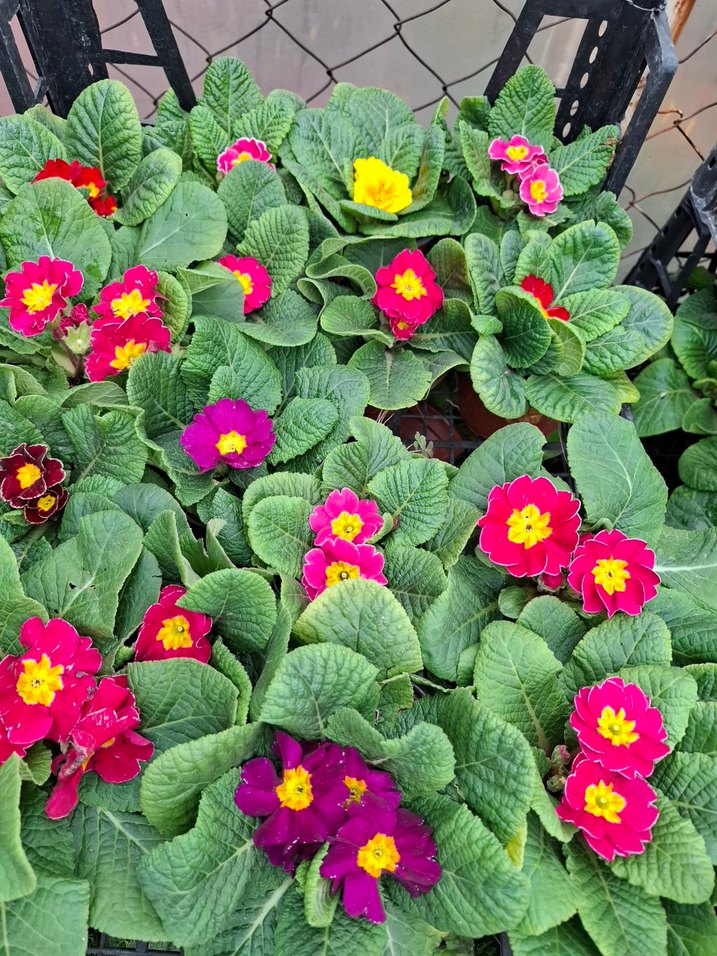 çuha marul çiçeği - Görsel 3