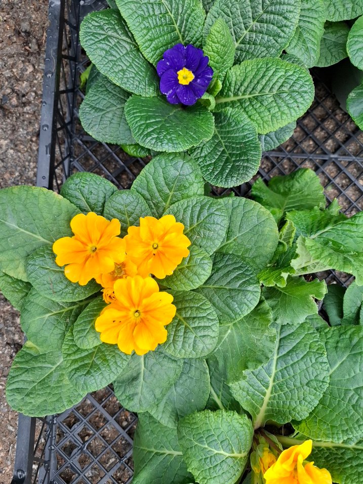 çuha marul çiçeği - Görsel 4