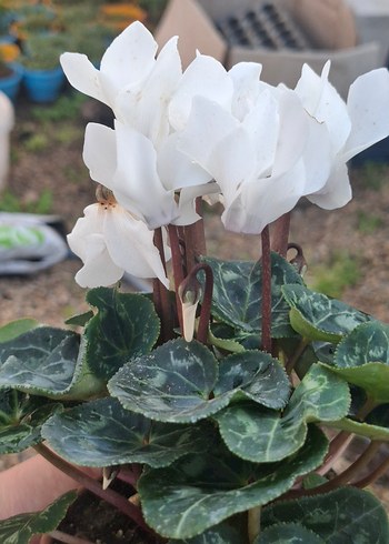 Beyaz sıklemen - Görsel 2