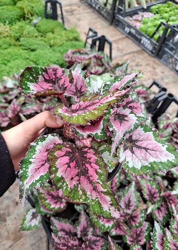 Rex Begonya Bitkisi - Görsel 2