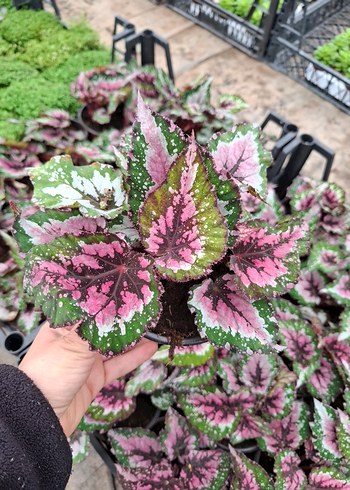 Rex Begonya Bitkisi - Görsel 4