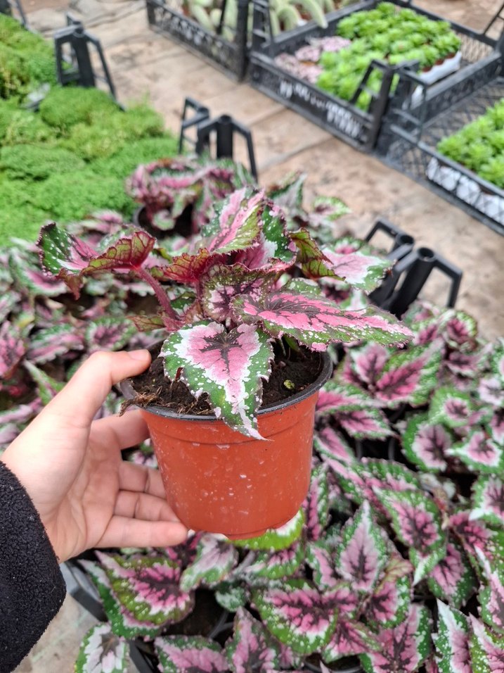 Rex Begonya Bitkisi - Görsel 3