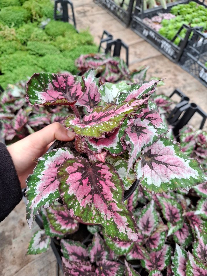 Rex Begonya Bitkisi - Görsel 2