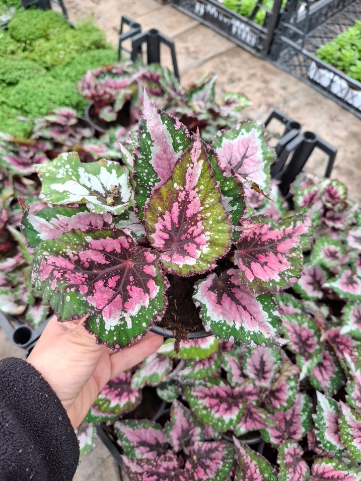 Rex Begonya Bitkisi - Görsel 4