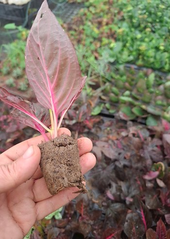 Çingene şalvarı - Görsel 6