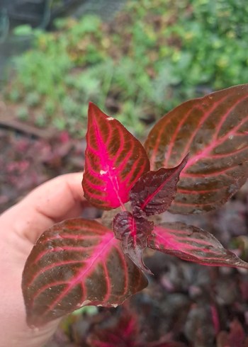 Çingene şalvarı - Görsel 3