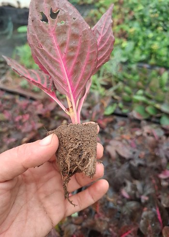 Çingene şalvarı - Görsel 5