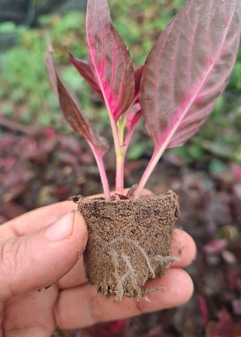 Çingene şalvarı - Görsel 2