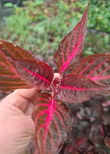 Çingene şalvarı - Görsel 4