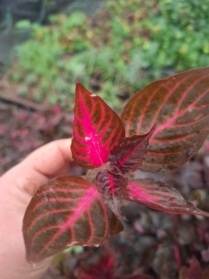 Çingene şalvarı - Görsel 3