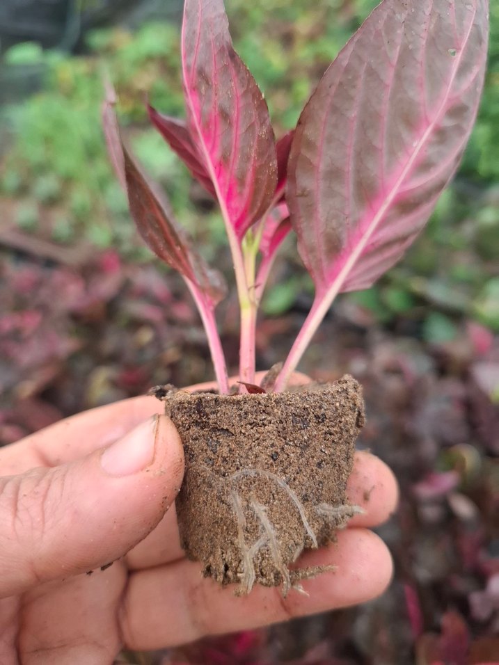 Çingene şalvarı - Görsel 2