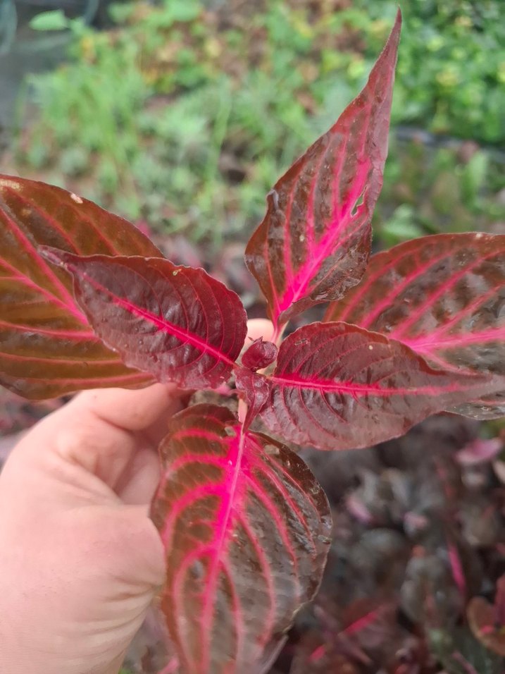 Çingene şalvarı - Görsel 4