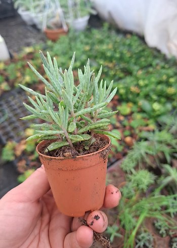 mavi aşkım gözyaşı - Görsel 2