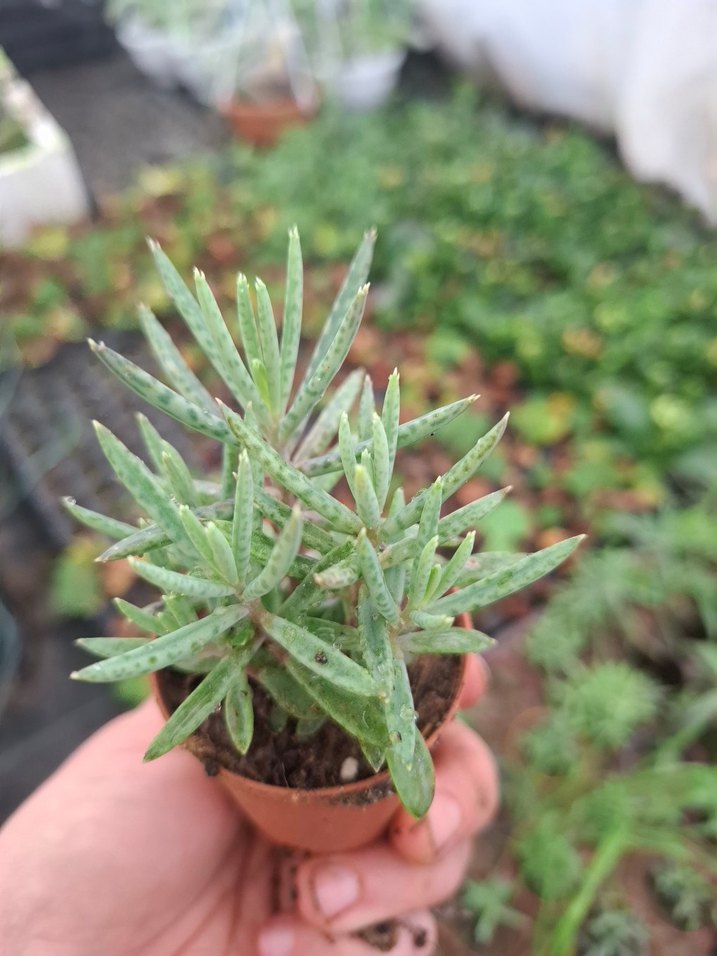 mavi aşkım gözyaşı - Görsel 3