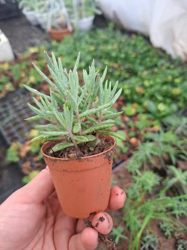 mavi aşkım gözyaşı - Görsel 2