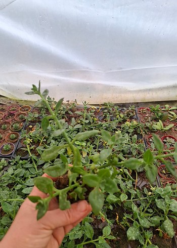 buz çiçeği - Görsel 4