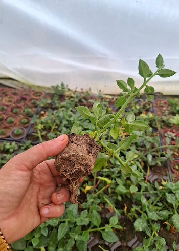 buz çiçeği - Görsel 6