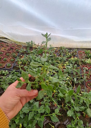 buz çiçeği - Görsel 5