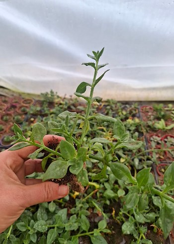 buz çiçeği - Görsel 3