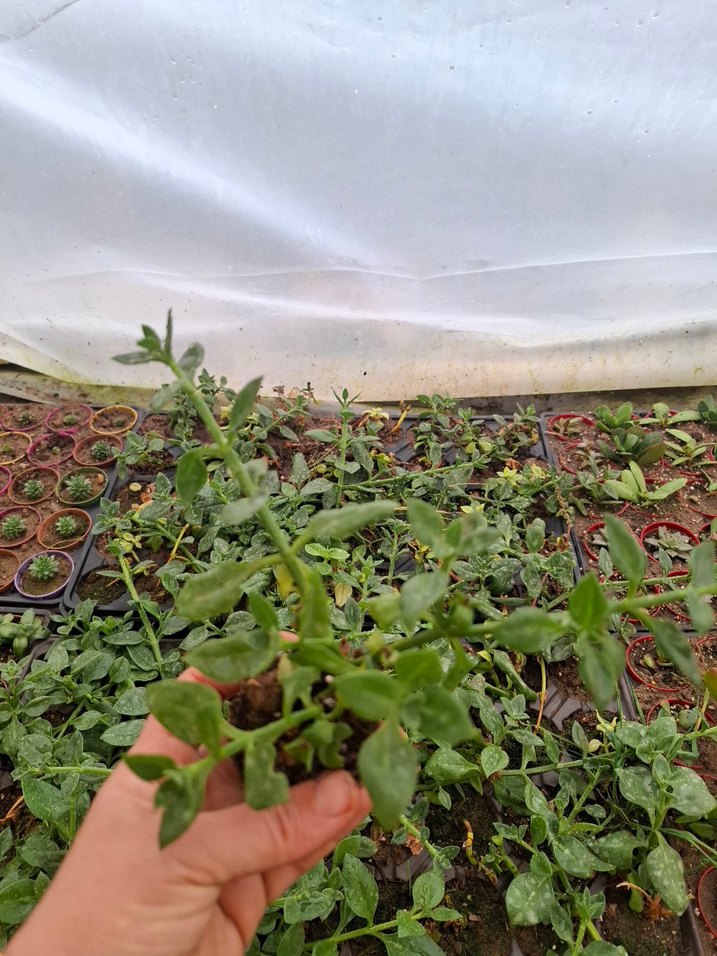 buz çiçeği - Görsel 4