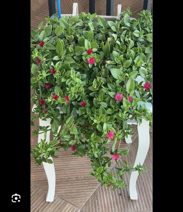 buz çiçeği - Görsel 2