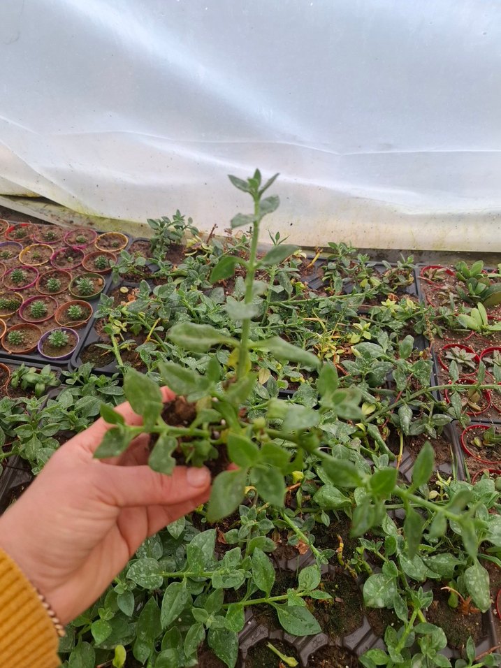 buz çiçeği - Görsel 5