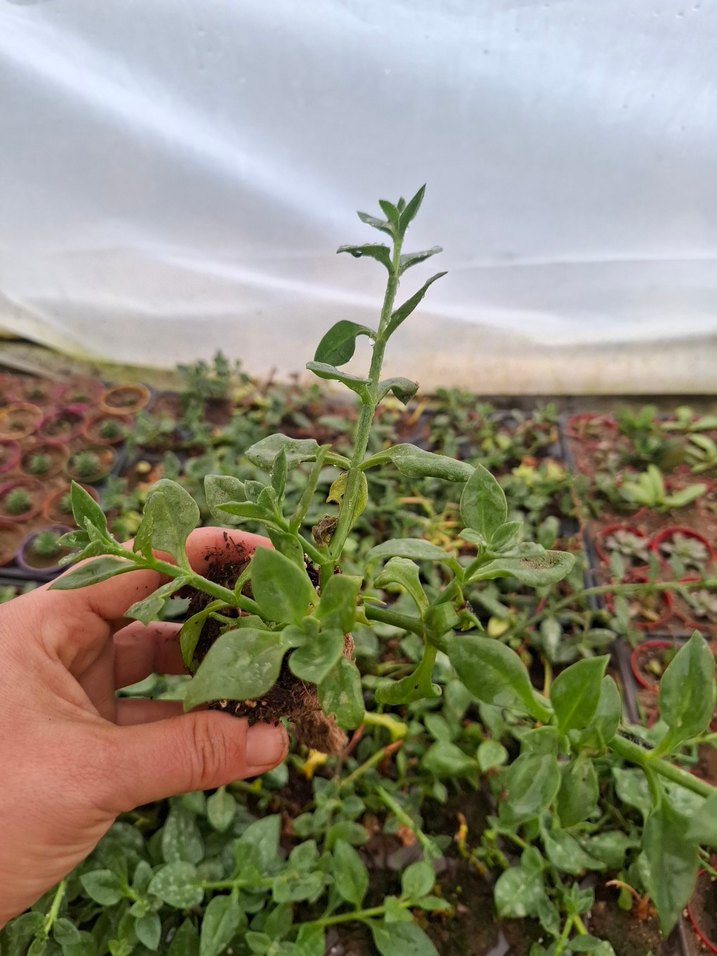 buz çiçeği - Görsel 3