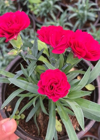 Karanfil Çiçeği - Görsel 8