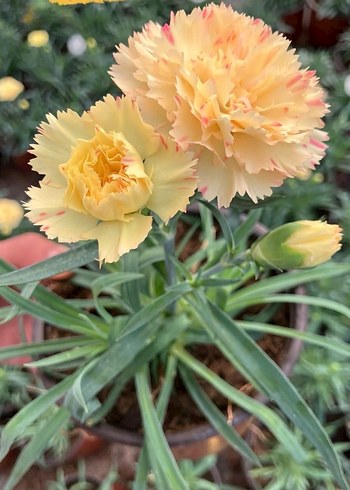 Karanfil Çiçeği - Görsel 2