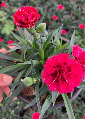 Karanfil Çiçeği - Görsel 6