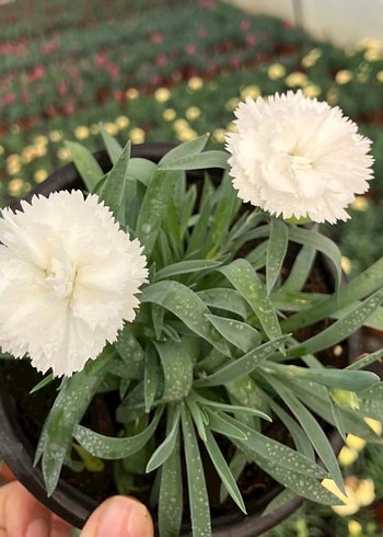 Karanfil Çiçeği - Görsel 5