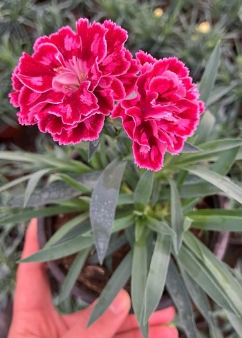 Karanfil Çiçeği - Görsel 3