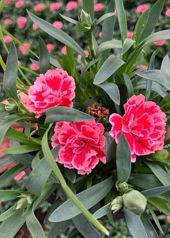 Karanfil Çiçeği - Görsel 7