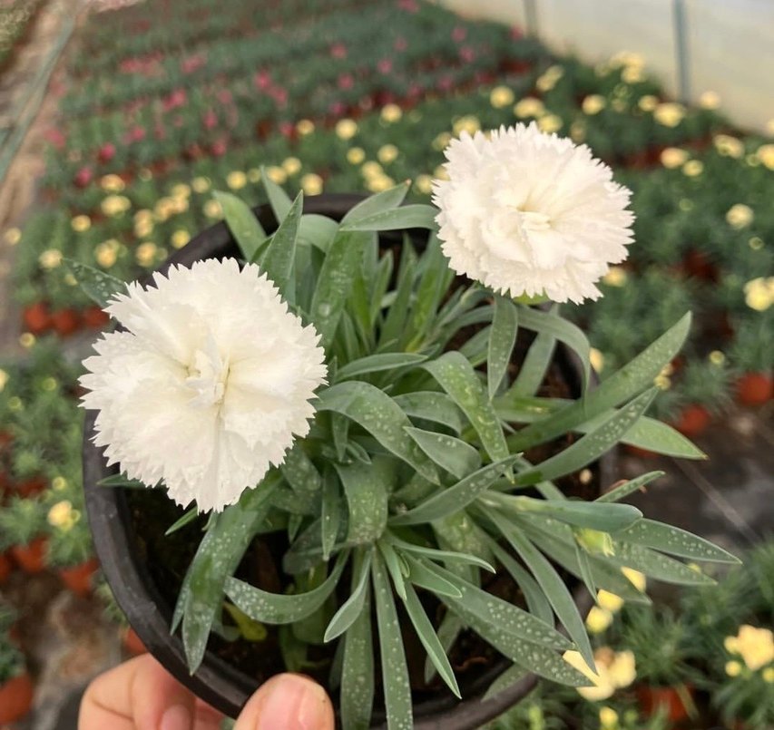 Karanfil Çiçeği - Görsel 5