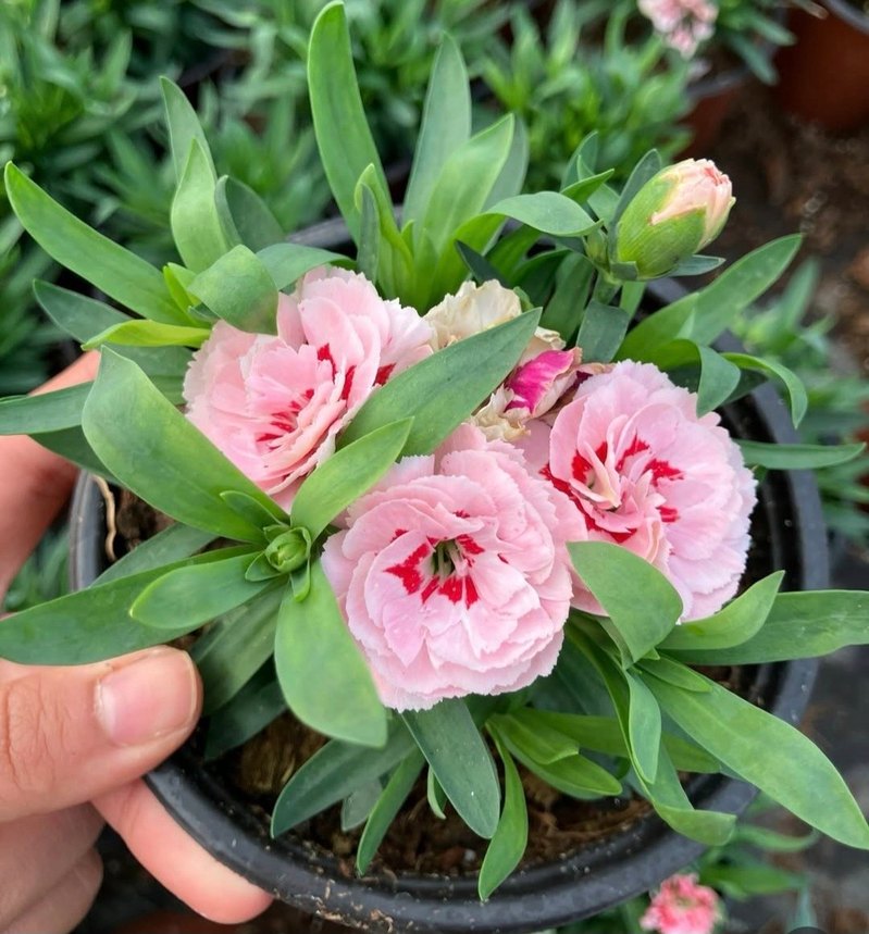 Karanfil Çiçeği - Görsel 4