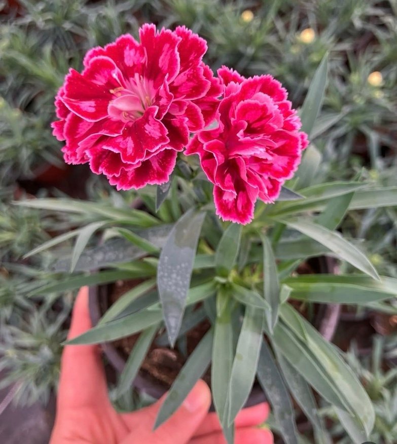 Karanfil Çiçeği - Görsel 3