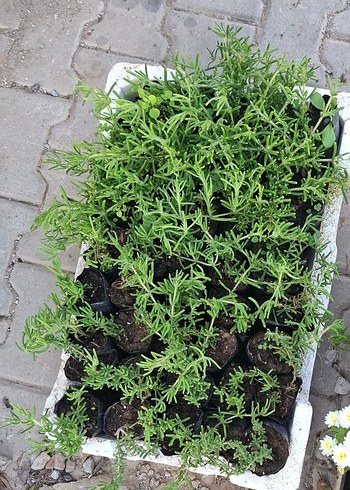 acem halısı - Görsel 2