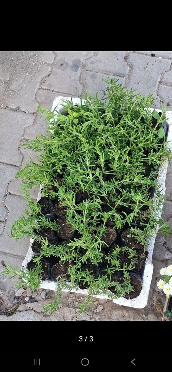 acem halısı - Görsel 2