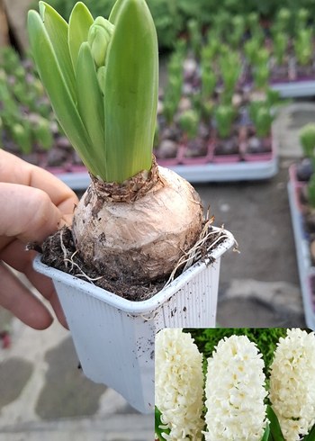 Sümbül Soğanı Saksıda - Görsel 5